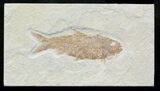 Knightia Fossil Fish - Wyoming #32833-1